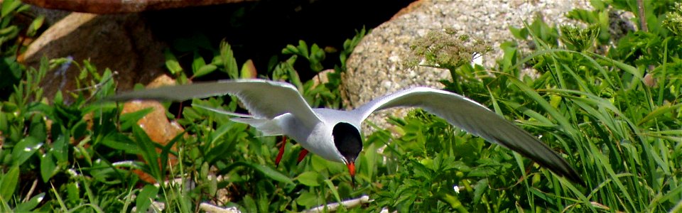 Common tern hovering at Maine Coastal Island National Wildlife Refuge
credit: USFWS