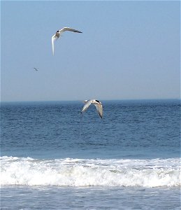 Common terns playing at breezy point photo