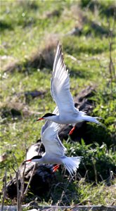 Metinic Island, Maine Coastal Islands NWR. Summer with the Seabirds blog: http://mainecoastalislands.wordpress.com/2010/07/23/metinic-island-a-glimpse-into-our-nesting-season/ Credit: Brette Soucie/ photo