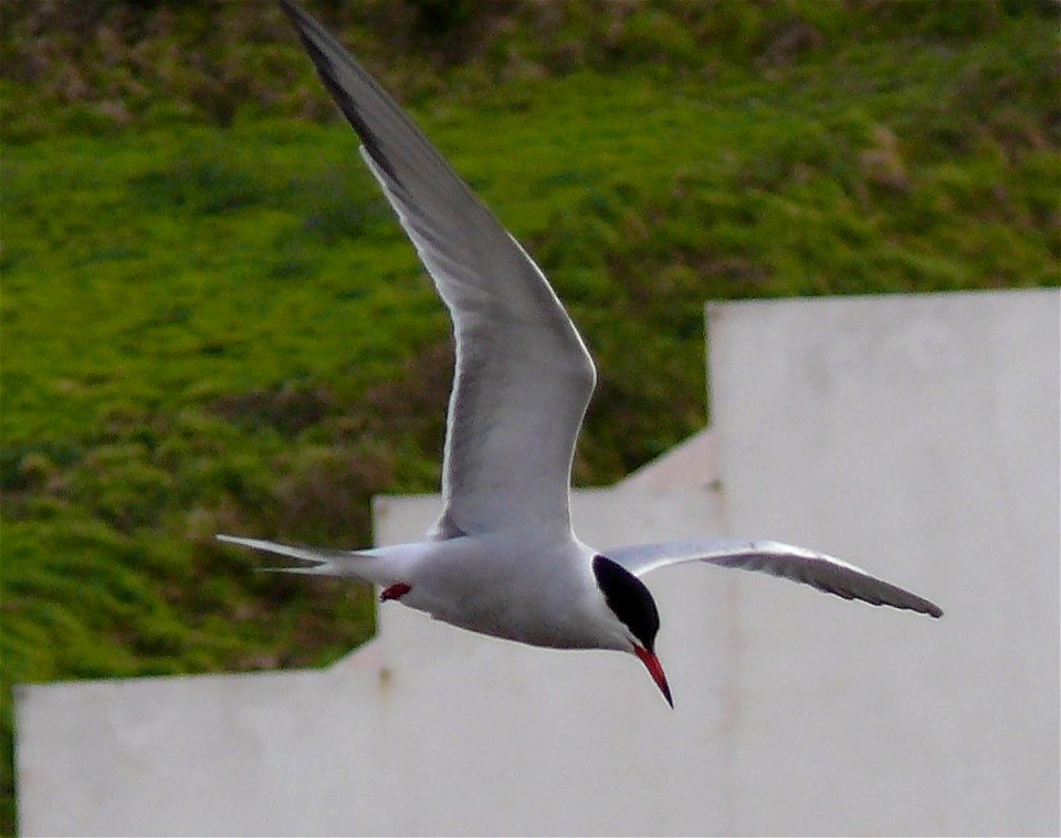 Sterna comune in volo