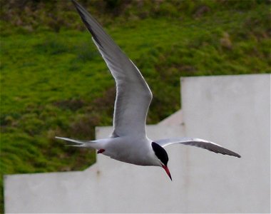 Sterna comune in volo