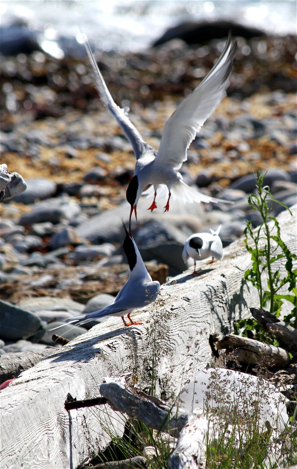 Metinic Island, Maine Coastal Islands NWR. Summer with the Seabirds blog: http://mainecoastalislands.wordpress.com/2010/07/23/metinic-island-a-glimpse-into-our-nesting-season/
Credit: Brette Soucie/US
