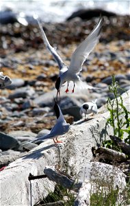 Metinic Island, Maine Coastal Islands NWR. Summer with the Seabirds blog: http://mainecoastalislands.wordpress.com/2010/07/23/metinic-island-a-glimpse-into-our-nesting-season/
Credit: Brette Soucie/US