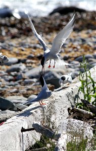 Metinic Island, Maine Coastal Islands NWR. Summer with the Seabirds blog: http://mainecoastalislands.wordpress.com/2010/07/23/metinic-island-a-glimpse-into-our-nesting-season/ Credit: Brette Soucie/US photo