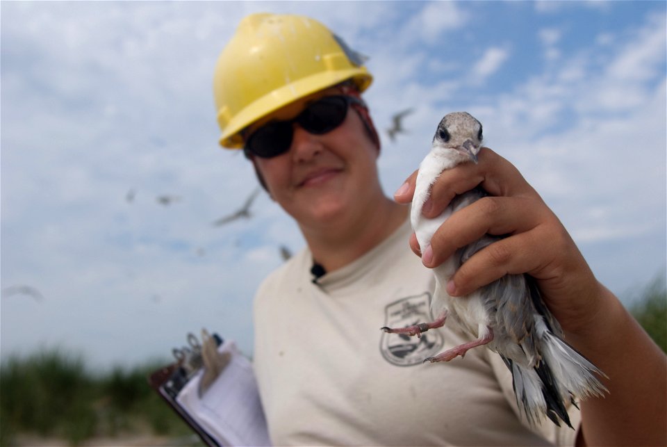A U.S. Fish and Wildlife Service employee holding a tern at Monomoy National Wildlife Refuge in Massachusetts.


Credit: James Weliver/USFWS