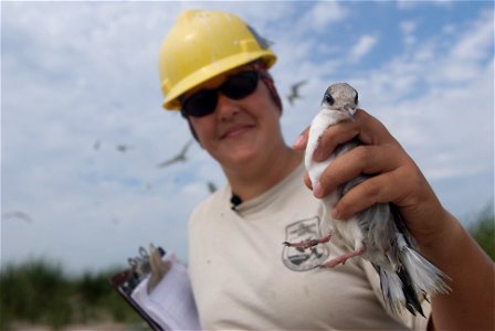 A U.S. Fish and Wildlife Service employee holding a tern at Monomoy National Wildlife Refuge in Massachusetts.


Credit: James Weliver/USFWS