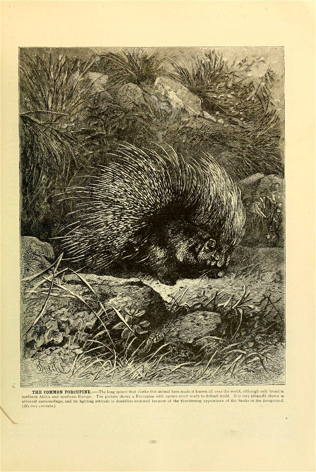 V 
THE COMMON PORCUPINE. The long spines that clothe this animal have made it known all over the world, although only found in 
northern Africa and southern Europe. The picture shows a Porcupine with 