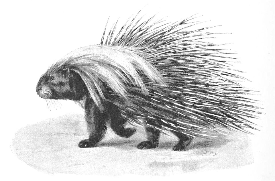 Fig. 245.—Common Porcupine. Hystrix cristata. × 1⁄10.