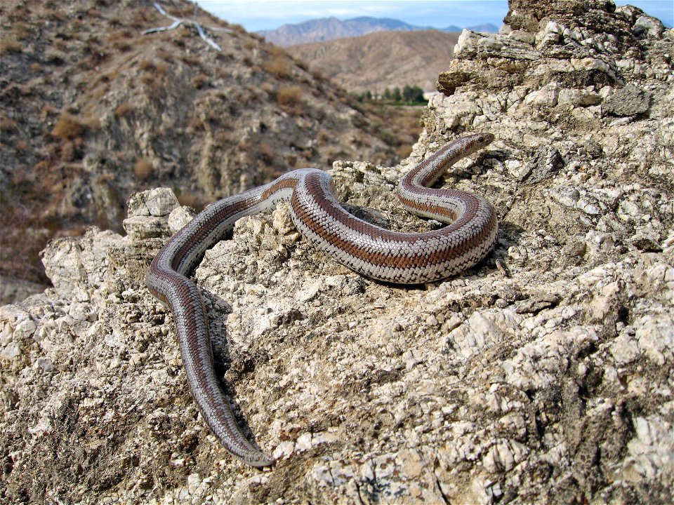 Reptiles of Joshua Tree National Park: Rosy boa (Lichanura trivirgata)
