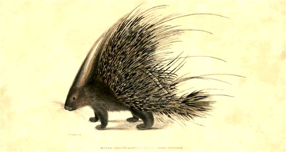 Hystrix cristata - "Illustrations of Indian Zoology"