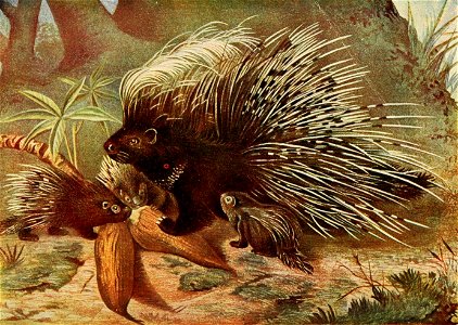 Porcupine and Young.
Image from Roosevelt in Africa. Containing also a Complete History and Study of Wild Animals of the World, with Thrilling and Exciting Experiences of Hunters of Big Game (1909)