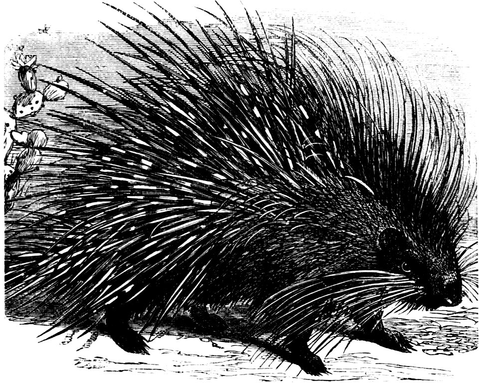 Drawing/wood engraving of a porcupine (Hystrix cristata).