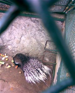 crested porcupine photo