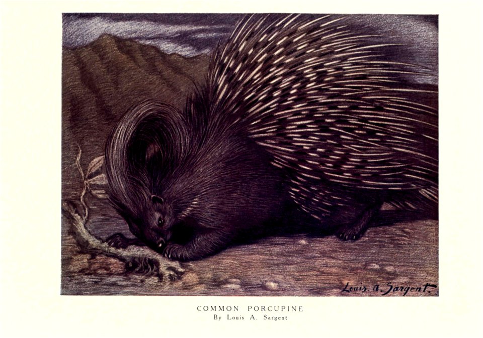 Common Porcupine (Hystrix cristata) by Louis A. Sargent