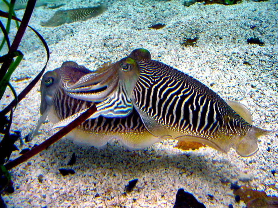 Cuttlefish breeding