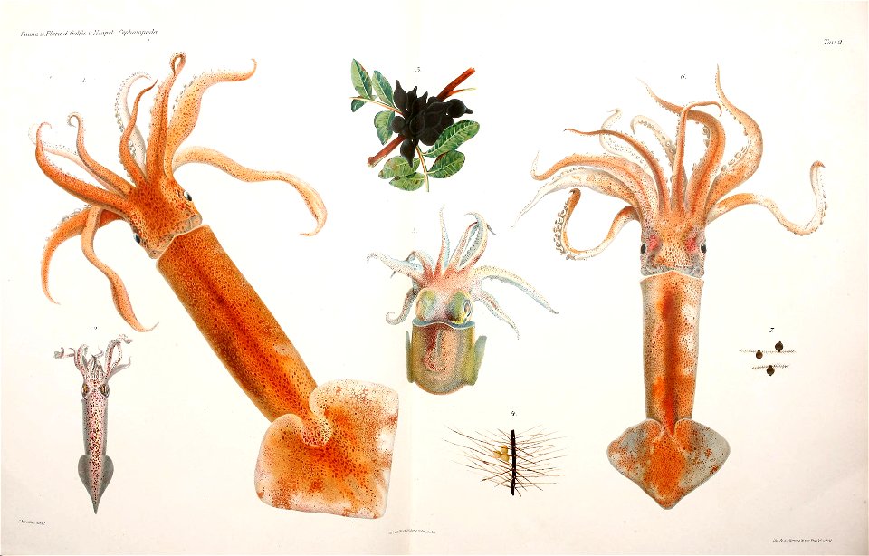 # Illex coindetii
Loligo marmorae
Oeuf de Sepia officinalis
Oeuf de Sepiola rondeletii
Rossia macrosoma
Todaropsis veranyi
Oeuf de 'Sepia orbignyana