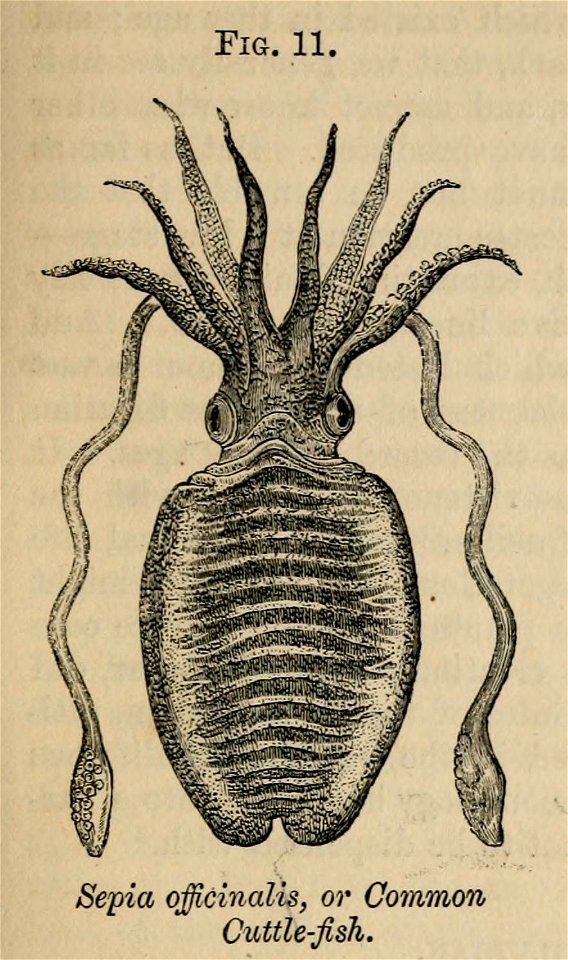 Figure from the 11th edition of Vestiges of the Natural History of Creation published anonymously by Robert Chambers.