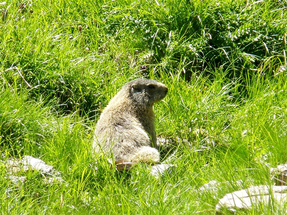 An Marmota marmota in the Swiss Alps.