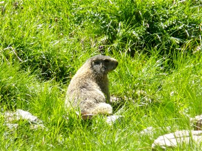 An Marmota marmota in the Swiss Alps.