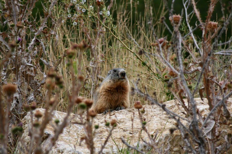 Alpine marmot (Marmota marmota) in a zoo near Sisteron, France