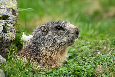 An adult Alpine Marmot (Marmota marmota) at the entrance to its burrow. The white flower to the left is a specimen of Helleborus niger subsp. niger.