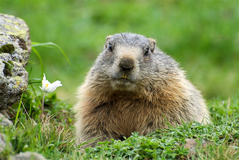 An adult Alpine Marmot (Marmota marmota) at the entrance to its burrow. The white flower to the left is a specimen of Helleborus niger subsp. niger.