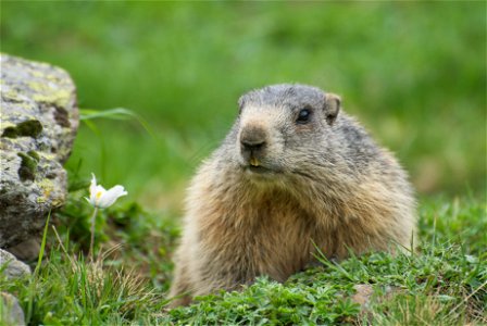 An adult Alpine Marmot (Marmota marmota) at the entrance to its burrow. The white flower to the left is a specimen of Helleborus niger subsp. niger.
