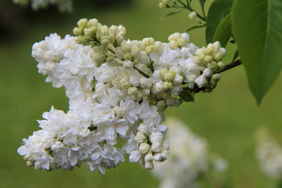 Flowers of lilac lilac button spring season