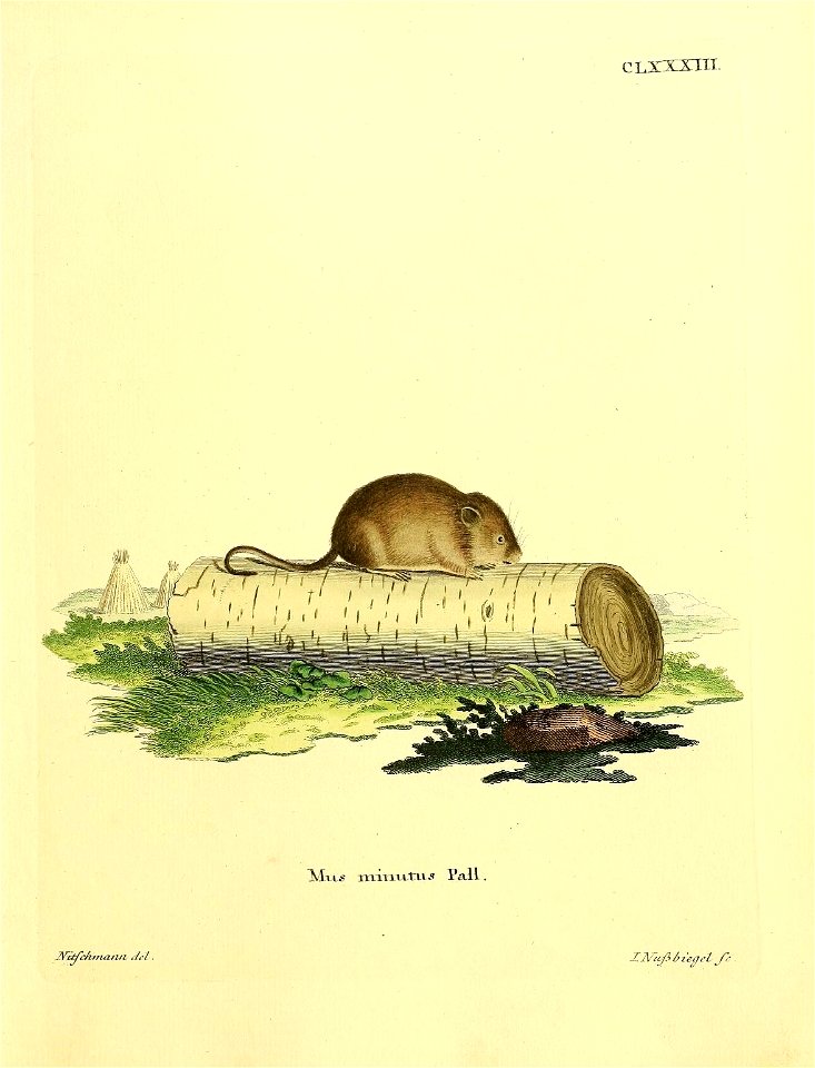 CLXXXIIT. 

Mus minutus Pall = Micromys minutus (Pallas, 1771)