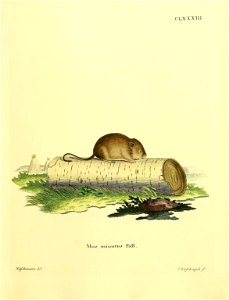 CLXXXIIT. 

Mus minutus Pall = Micromys minutus (Pallas, 1771)
