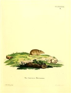 CL XXXIII. 
B. 

Mus foricinus Herrmann. = Mus soricinus (Herrmann, 1804) = Micromys minutus (Pallas 1771)