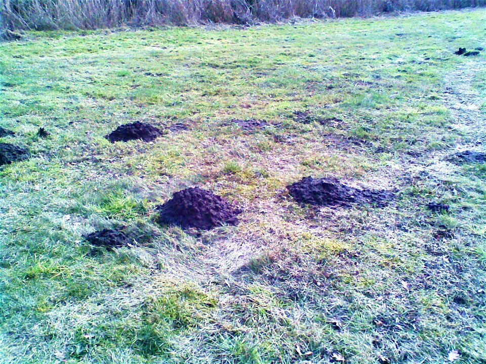 Die Farbe der Maulwurfshügel im Quellgebiet der Panke belegt den moorhaltigen Boden.
