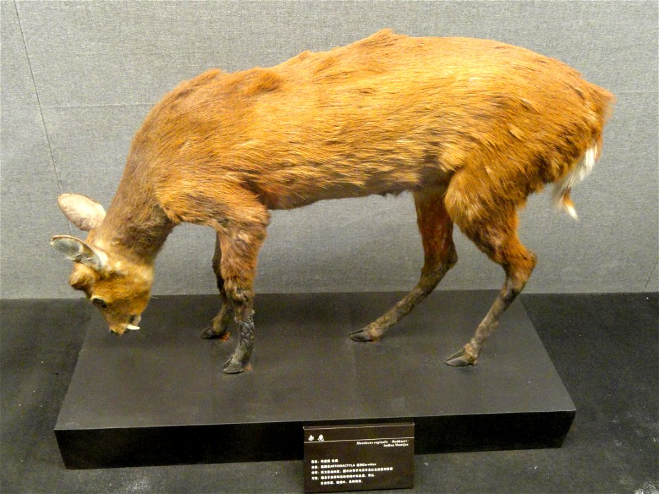 Taxidermy exhibit in the Kunming Natural History Museum of Zoology (昆明动物博物馆), Kunming, Yunnan, China.