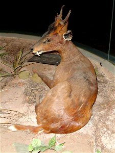 Taxidermy exhibit in the Kunming Natural History Museum of Zoology (昆明动物博物馆), Kunming, Yunnan, China.