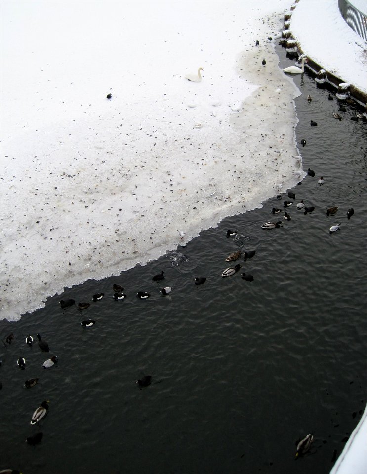 Wasservögel an einer eisfreien Stelle südlich der Moltkebrücke über die Wakenitz, die hier durch die Strömung offen gehalten wird. Auf dem Eis die Muschelschalen von Flussmuscheln, die die Vögel als N