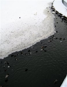 Wasservögel an einer eisfreien Stelle südlich der Moltkebrücke über die Wakenitz, die hier durch die Strömung offen gehalten wird. Auf dem Eis die Muschelschalen von Flussmuscheln, die die Vögel als N