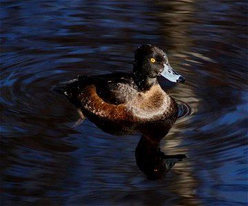 A female tufted duck (Aythya fuligula) in Hupisaaret Park in Oulu.