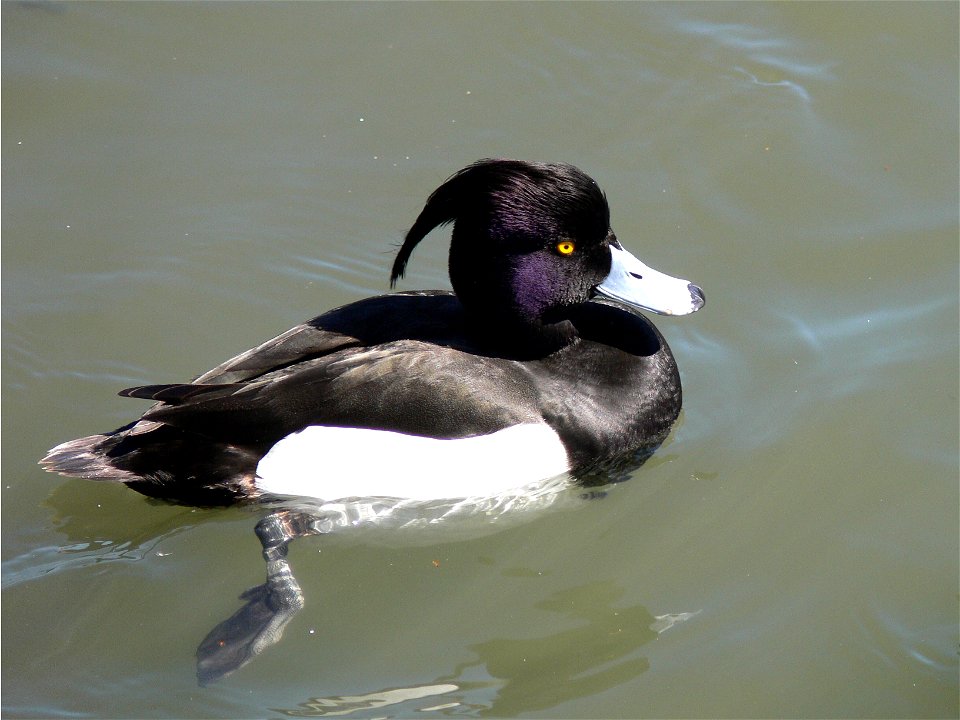 A Tufted Duck swimming