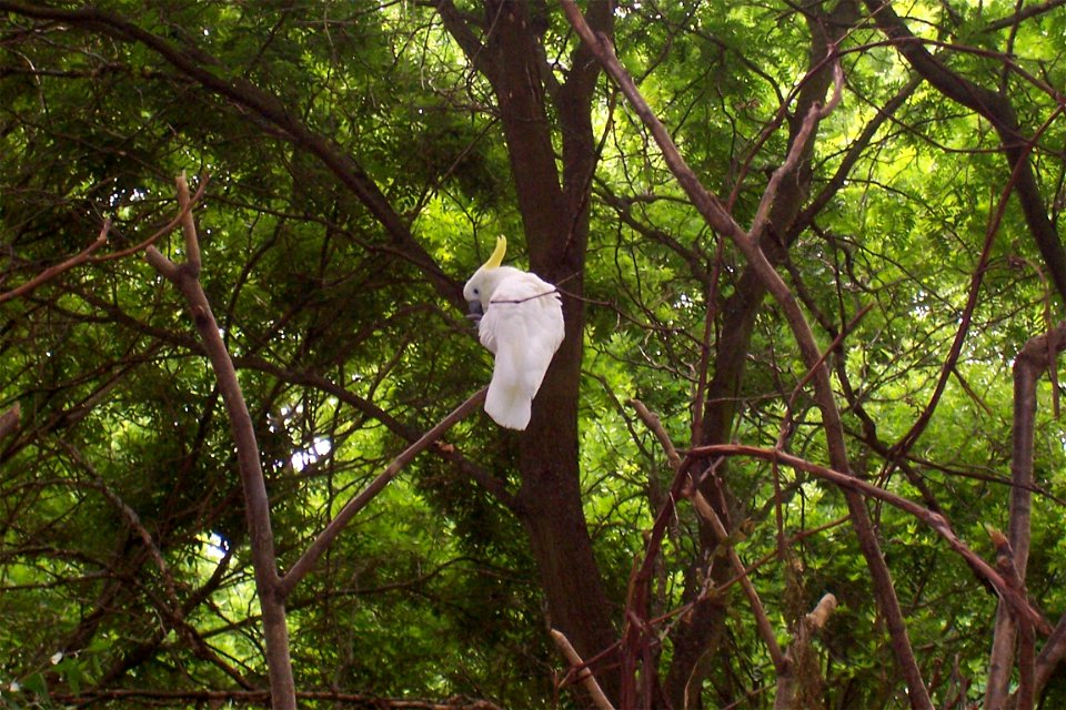 A Yellow-crested Cockatoo (Cacatua sulphurea) at Binder Park Zoo.