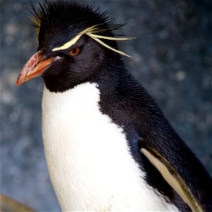 A Rockhopper pengiun (Eudyptes Chrysocome) photo