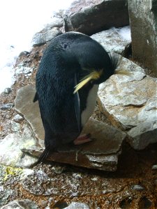 Taken by Jacquie Atamanuk in July 2006 and released to the public domain.
