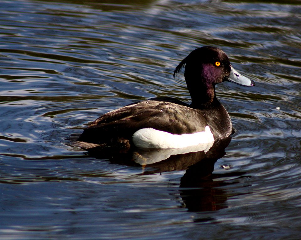 A Tufted duck (Aythya fuligula) in the Hupisaaret Park in Oulu.