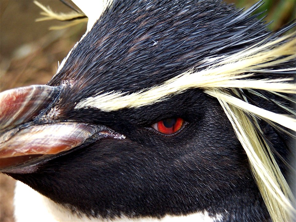 Photgraph of a Rockhopper Penguin in Edinburgh Zoo.