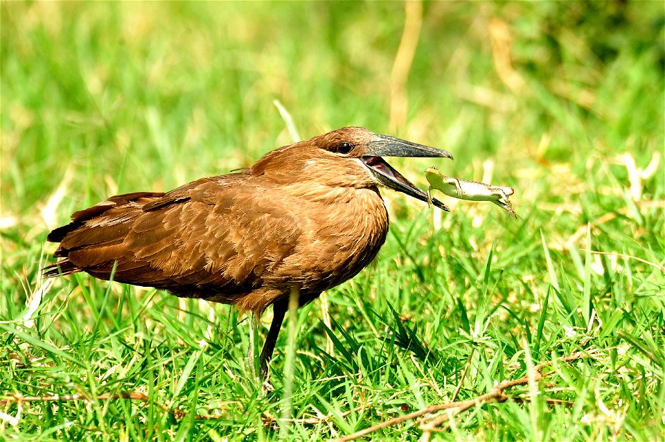 This hamerkop, shown attempting to make a meal of a fellow creature, is among the species whose homes are in jeopardy, in part due to the effects of climate change and habitat destruction on the Afric
