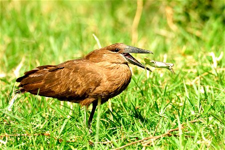This hamerkop, shown attempting to make a meal of a fellow creature, is among the species whose homes are in jeopardy, in part due to the effects of climate change and habitat destruction on the Afric