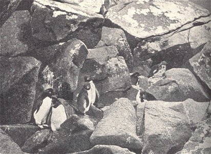 Eudyptes chryoscome
  *Subject: Penguins
Tag: Water Birds