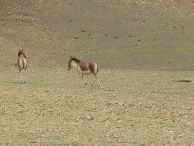 A couple of kiang horses in Ladakh, India