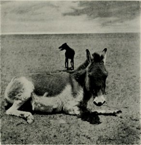 Wounded Kyang(Tibetan wild ass) near Phari Dzong. Photo taken during Younghusband expedition to Tibet