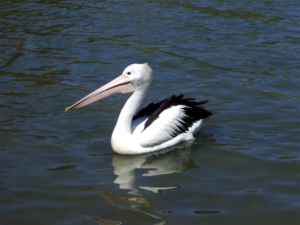 The Australian Pelican