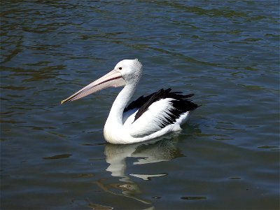 The Australian Pelican